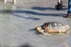 Tartaruga Caretta