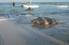 Caretta Caretta