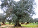 Gli Ulivi secolari del Salento