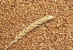 Sos invasione di grano canadese, crollano i prezzi pagati agli...