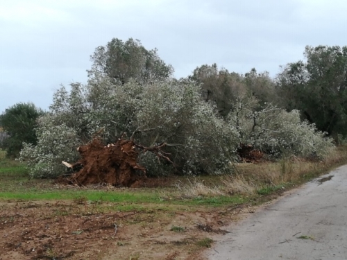 alberi sradicati