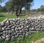 Notte Verde a Castiglione d'Otranto Andrano