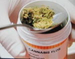 cannabis terapeutica