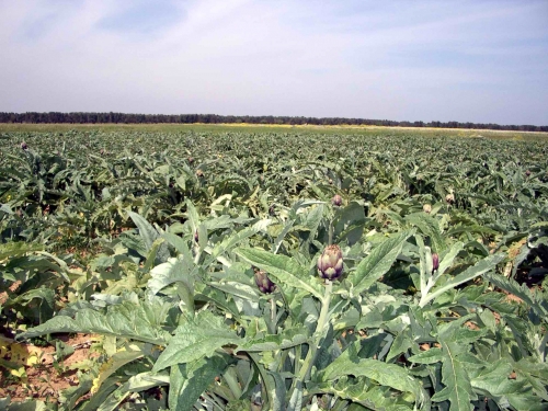 Arriva la tutela comunitaria IGP per il carciofo brindisino