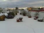 neve