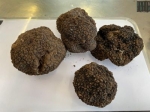 tartufo