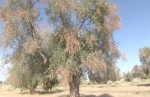 xylella