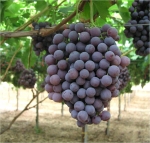 Dall' 8 ottobre l'uva pugliese nei supermercati di tutta Italia