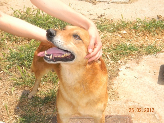 BINGO: dolce cagnolone