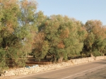 alberi xylella