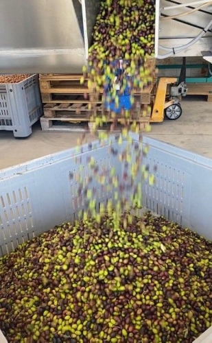olio
