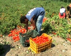 raccolta pomodori