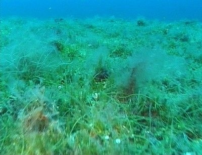 Alga Tossica. Ecco come evitarla o limitarne gli effetti