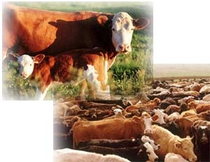 Qualità & tipicità, un costo remunerato per la zootecnia...