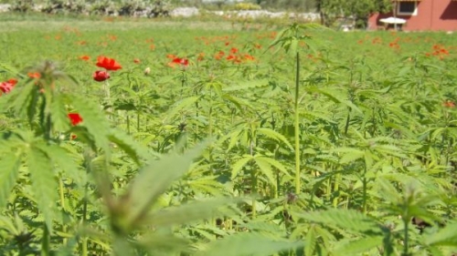 biodiversità