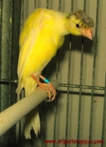 Presentato ieri ad Arnesano il canarino salentino