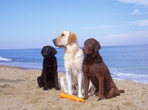 cani in spiaggia