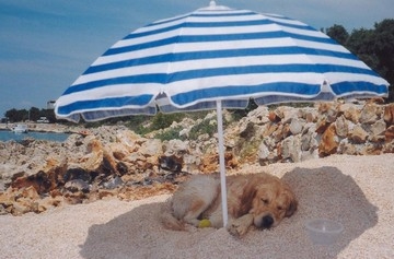 Cani in spiaggia