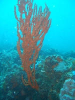 Un anno con i fondali marini del Salento