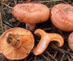 funghi