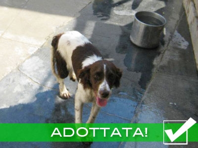 [ADOTTATA] GIUDITTA - cucciola di springer spaniel