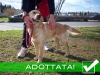 [ADOTTATA] GOLDIE - incrocio golden retreiver