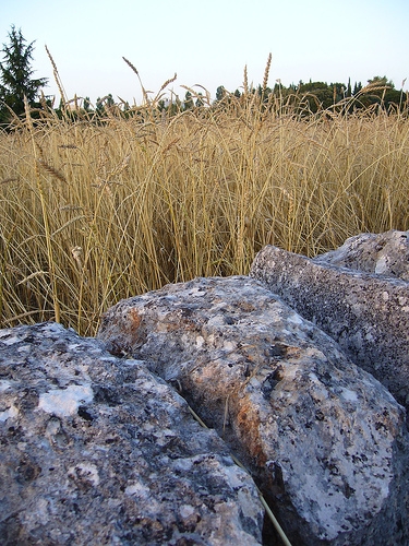 Fumata nera in Prefettura a Foggia su filiera ceralicola