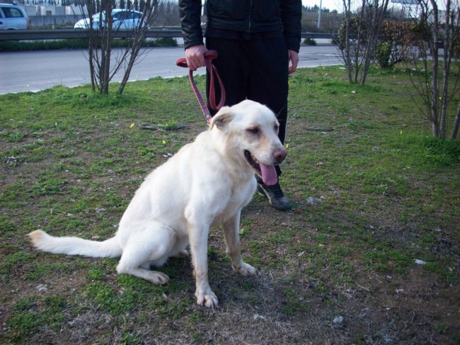 HOUDINI - mix labrador