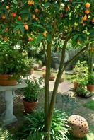 Natale, abete addio. Per le feste meglio il kumquat