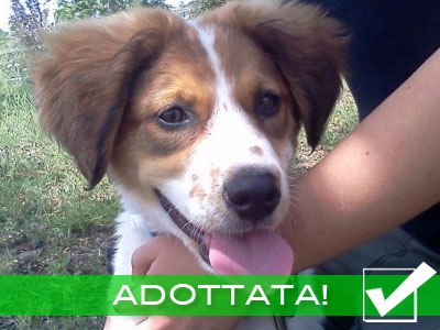 [ADOTTATA] MIA cucciolotta di 3-4 mesi