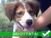 [ADOTTATA] MIA cucciolotta di 3-4 mesi