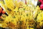 Mimose