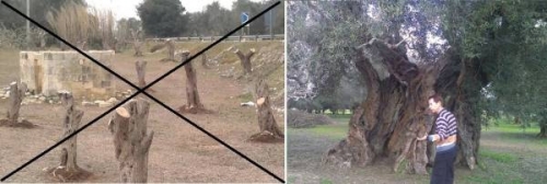 Il Parco degli Olivi Salvati