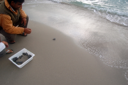 Schiusa di Caretta Caretta