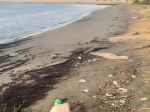 spiaggia sporca