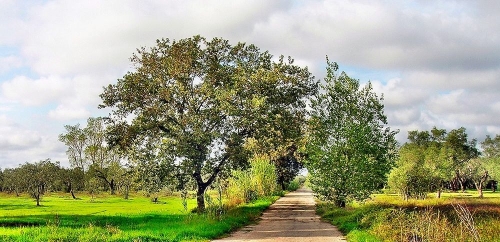 SS 275 : sia riprogettata tutta come "strada parco"