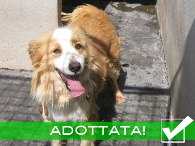 [ADOTTATA] SUN - Incrocio Border Collie