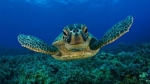 Il 16 giugno è la giornata mondiale delle tartarughe marine