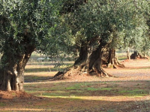 xylella