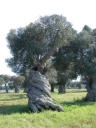 Puglia, ulivi secolari venduti in Rete, denuncia di Legambiente e...