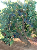 Ristrutturazione ed estirpazione dei vigneti, l'enologo Maci:...