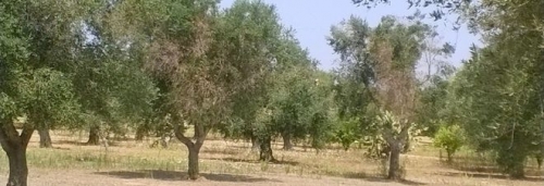 xylella