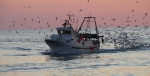 Scatta fermo di pesce da Brindisi a Taranto