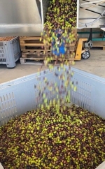Al via la raccolta delle olive, quintuplicati i costi di energia