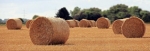 La siccità in Puglia ha fatto crollare la produzione del mangime per...